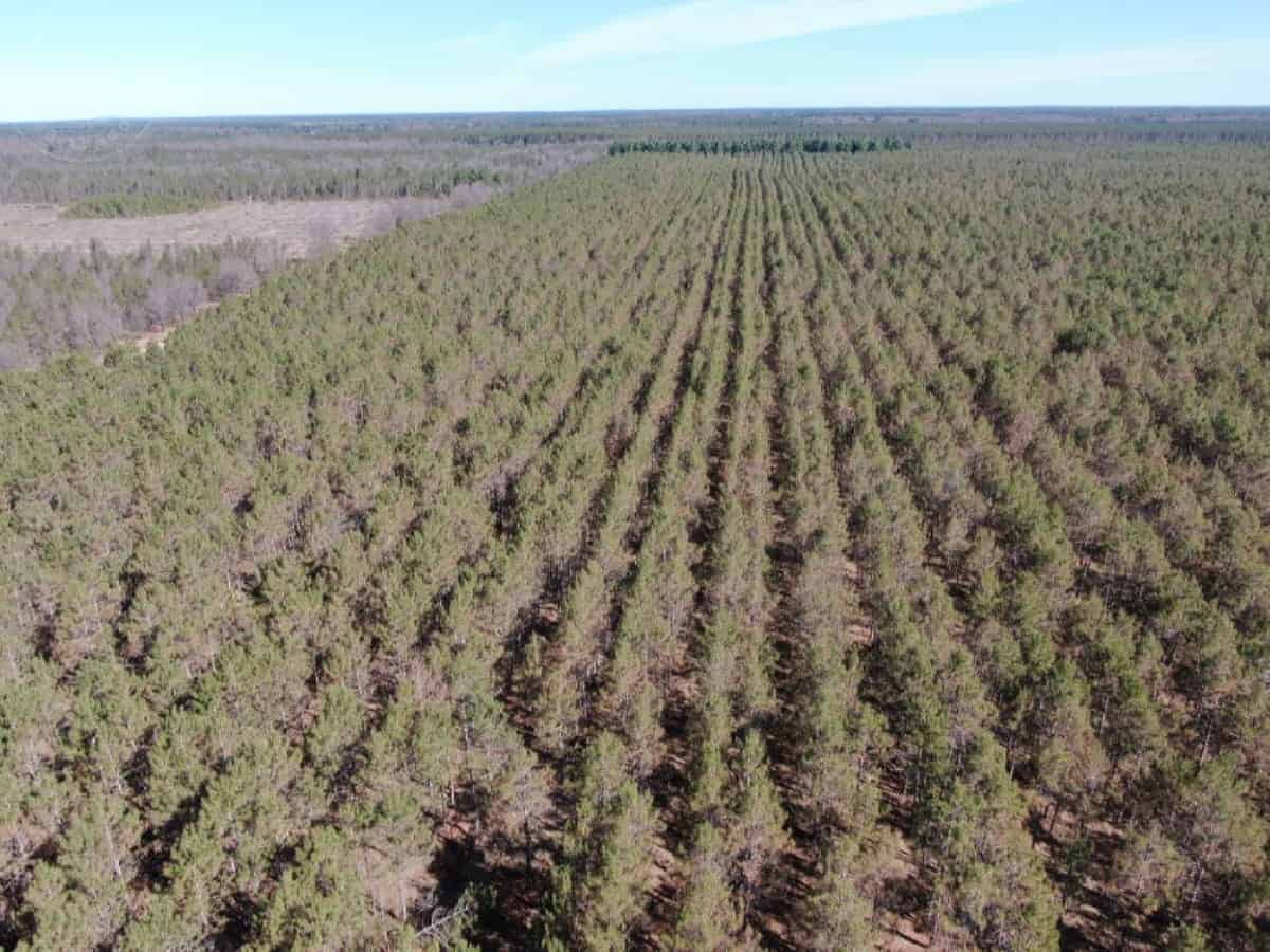 Town of Rome 80 acre timber lot for sale in Adams County WI