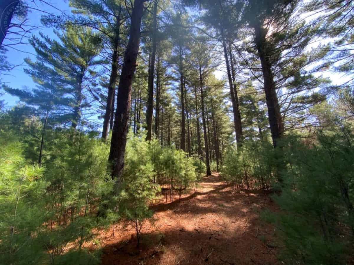Town of Rome 80 acre timber lot for sale in Adams County WI