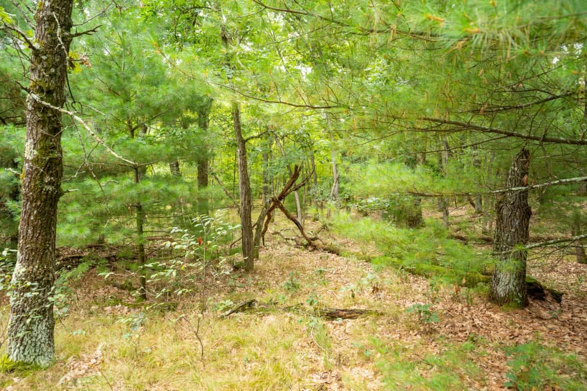 Hunting Land For Sale in Wisconsin Hunting Properties for sale in Wisconsin