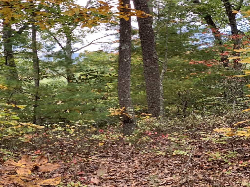 Tennessee Hunting Land UC Hunting Properties