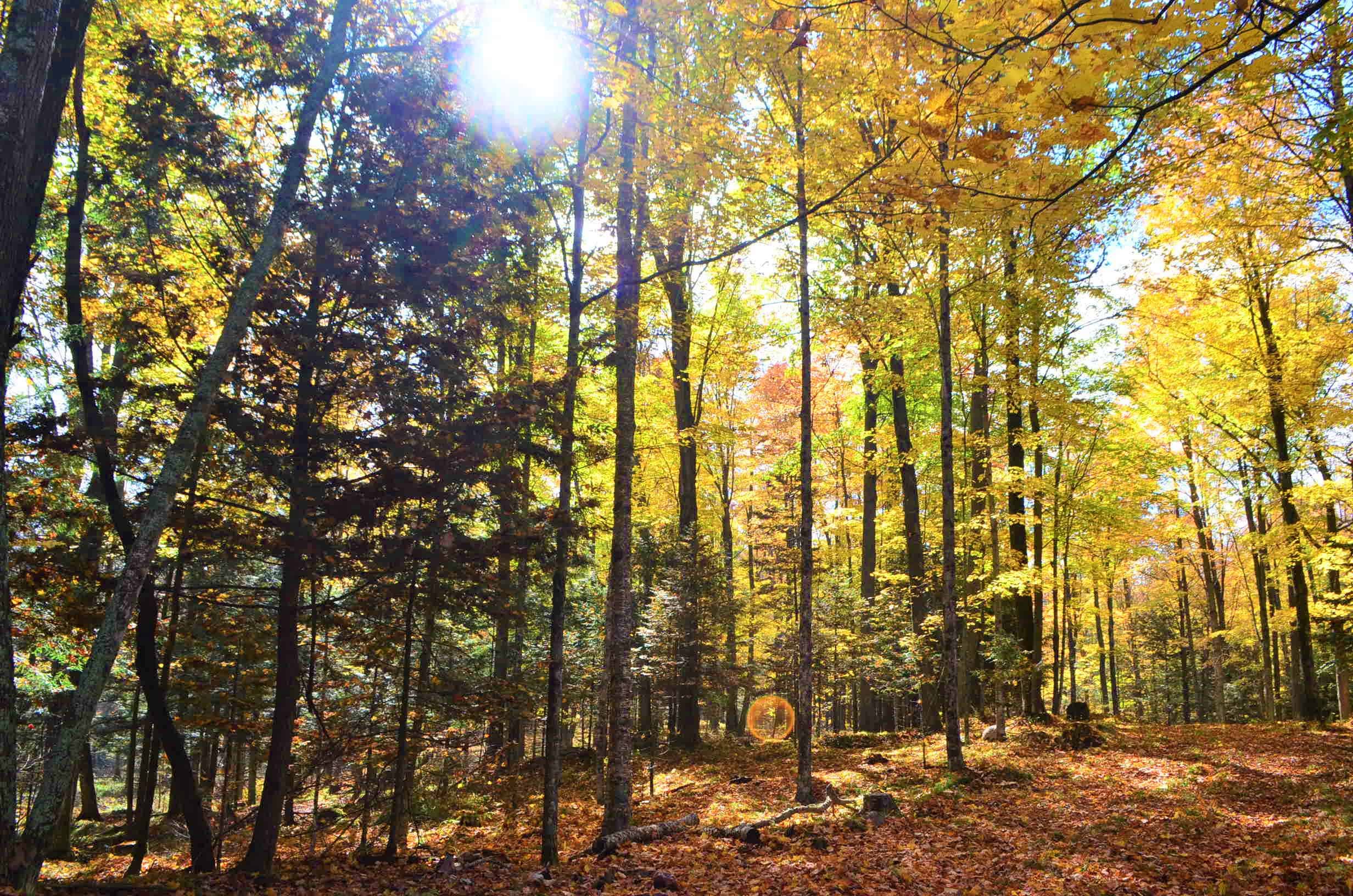Quality hunting parcel located in western Shawano County