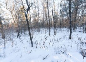 80 Acres of Juneau County Timber Land