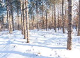 200-acre tract of land with a lot of diversity in Juneau County Wisconsin