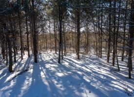 Juneau County 80 Acre Parcel