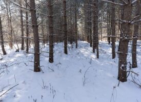 Juneau County 80 Acres Timber tract