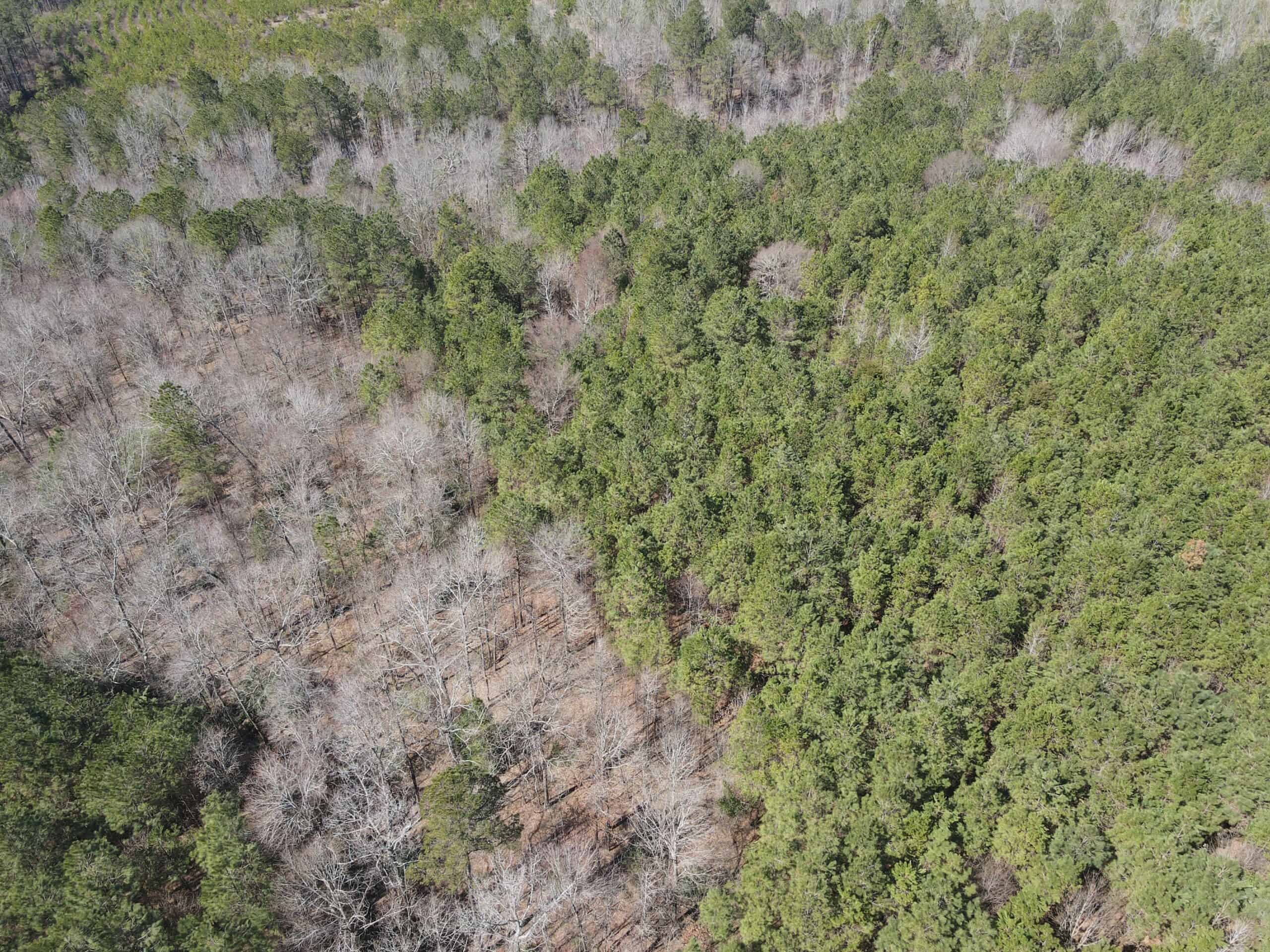 Timberland Tract in South Arkansas with Hunting Opportunity