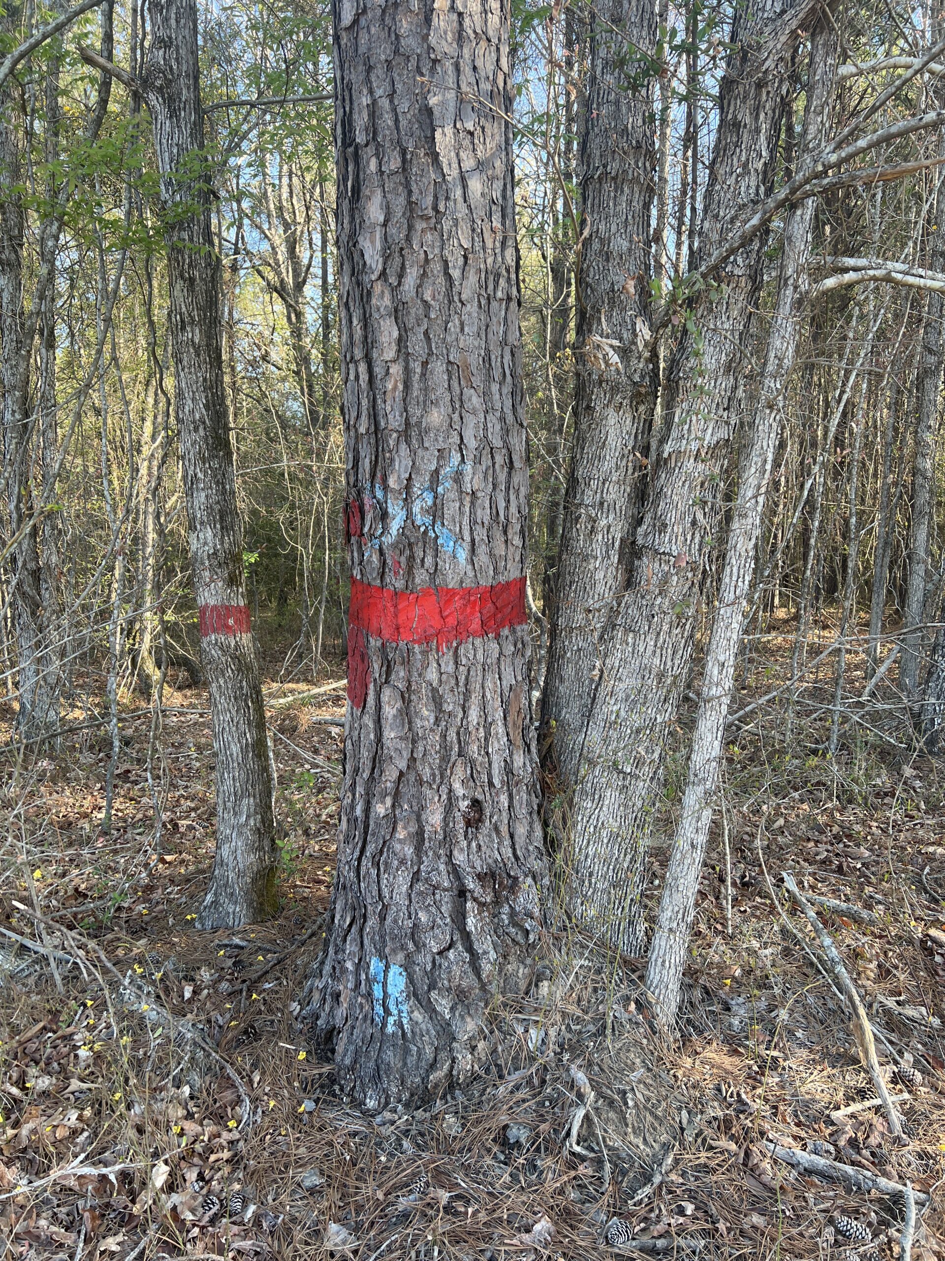 Hunting Property in Calhoun County, AR