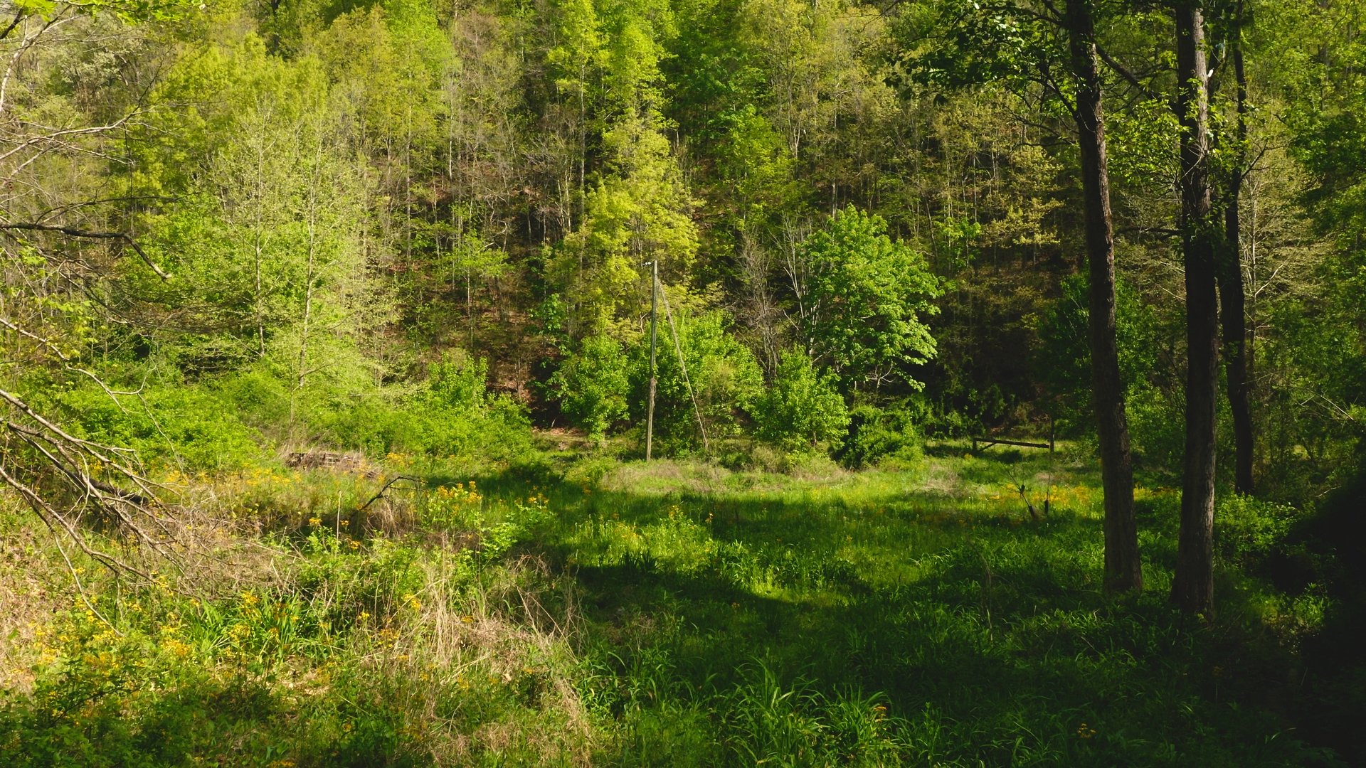 104 Wooded acres  in Hawkins County TN