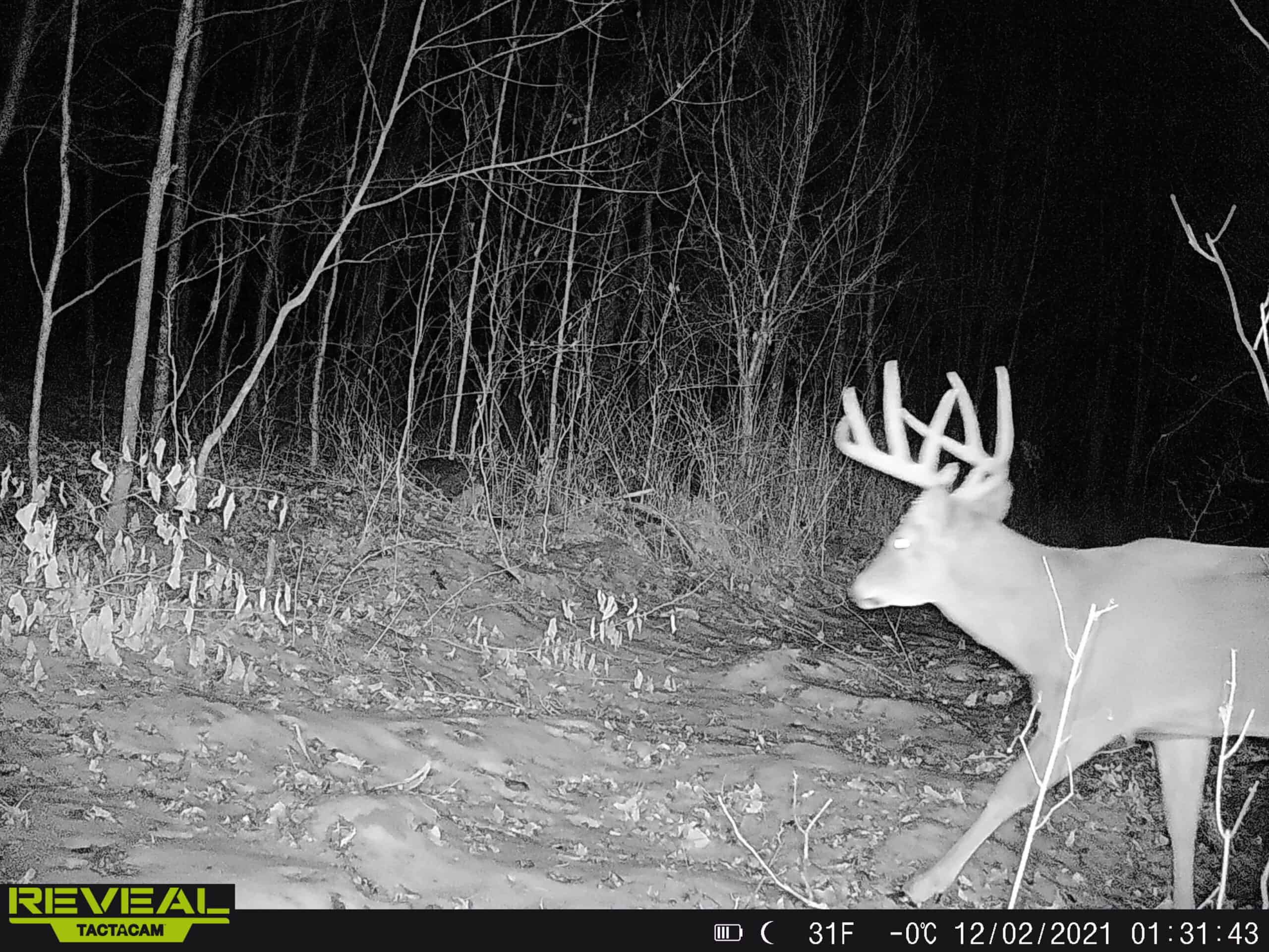 Land For Sale in Wisconsin Hunting Land For Sale in Wisconsin