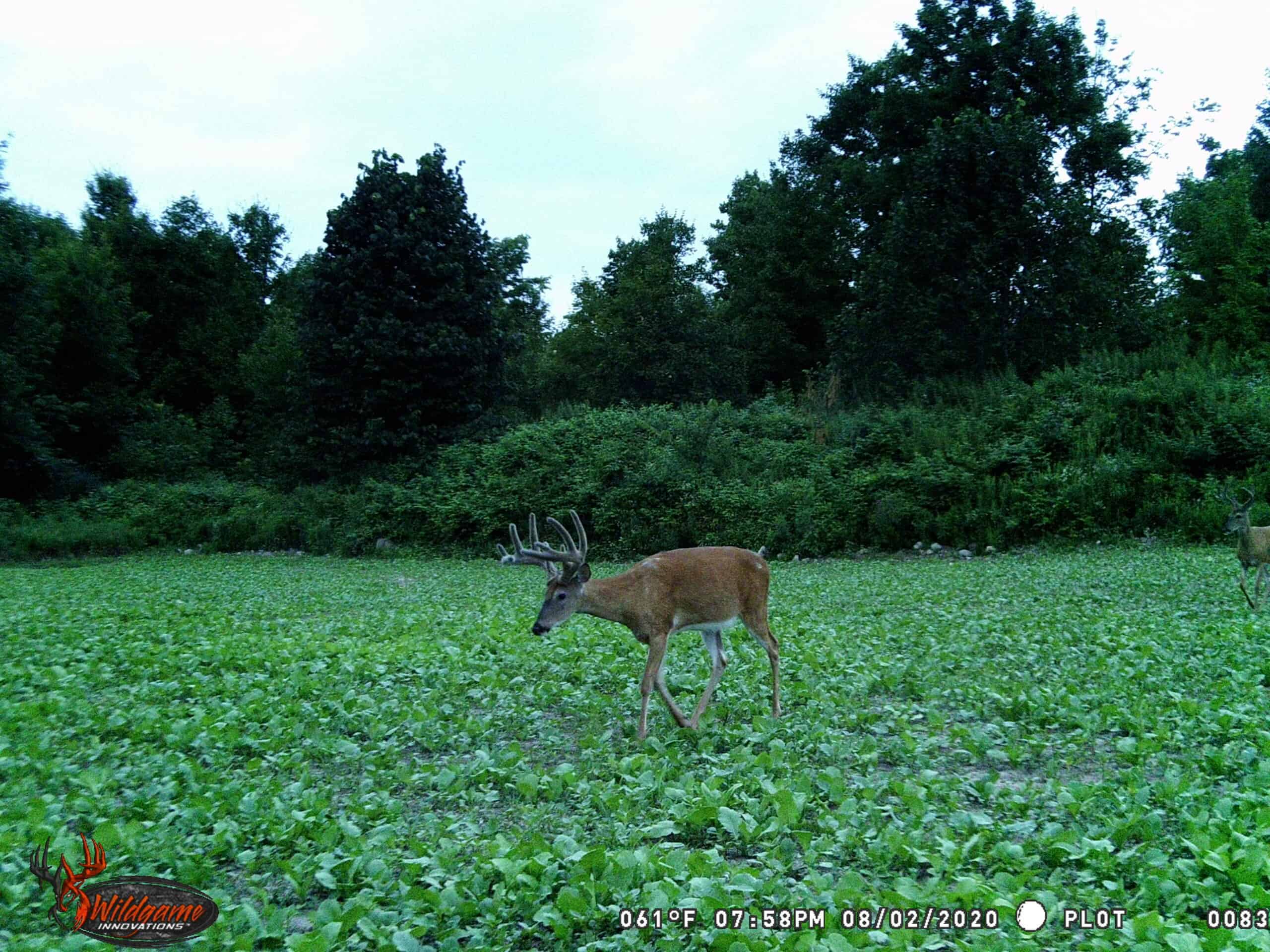 Public Hunting Land Shawano County Wisconsin at Erna Hocking blog