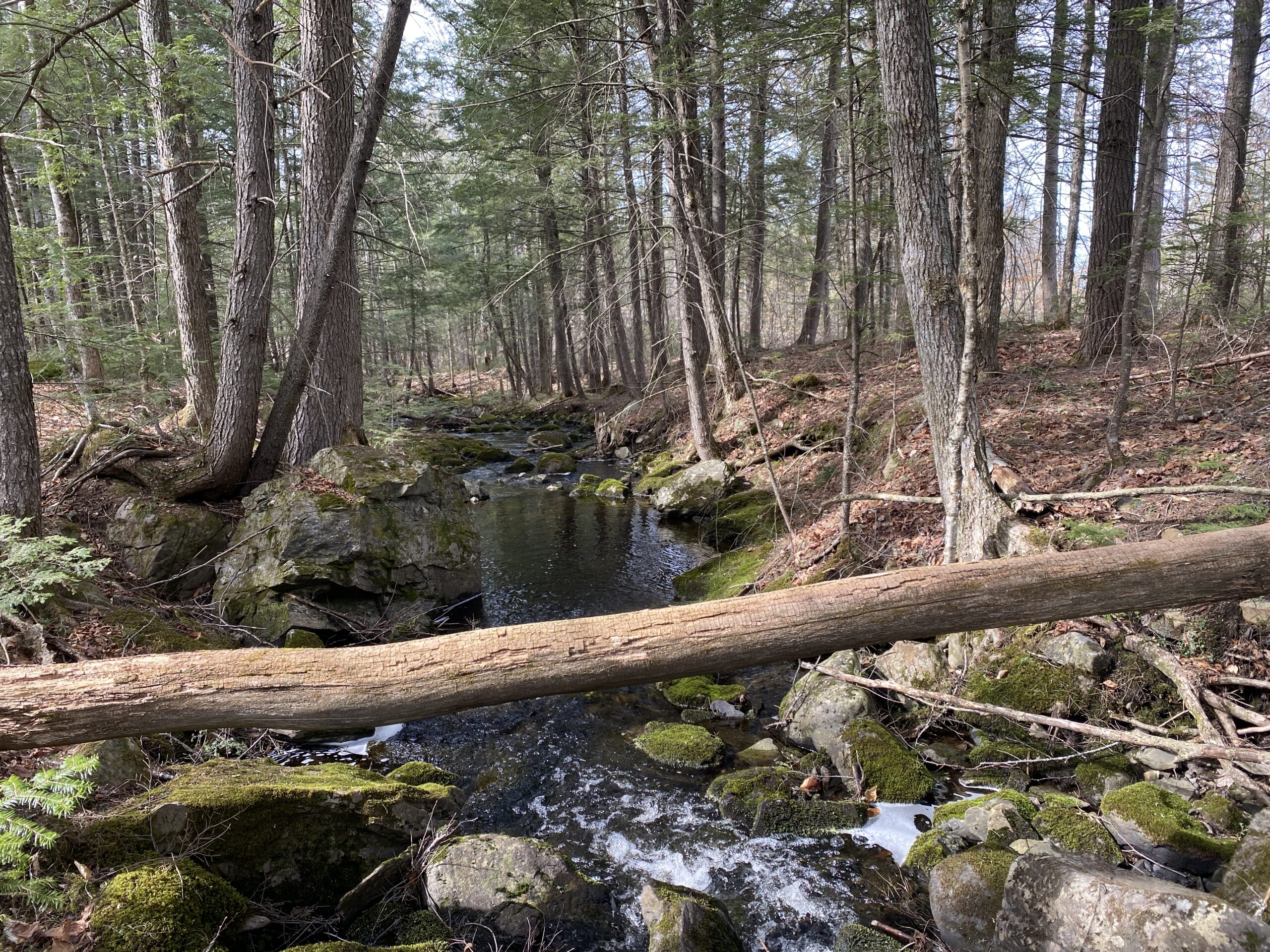 Maine Timber – Hunting – Development Land for Sale