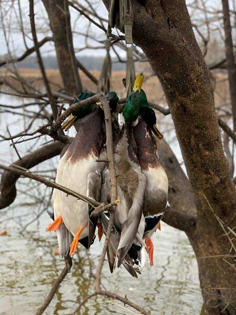 572 Acre Duck and Deer Hunting Land for Sale Near Natchez MS