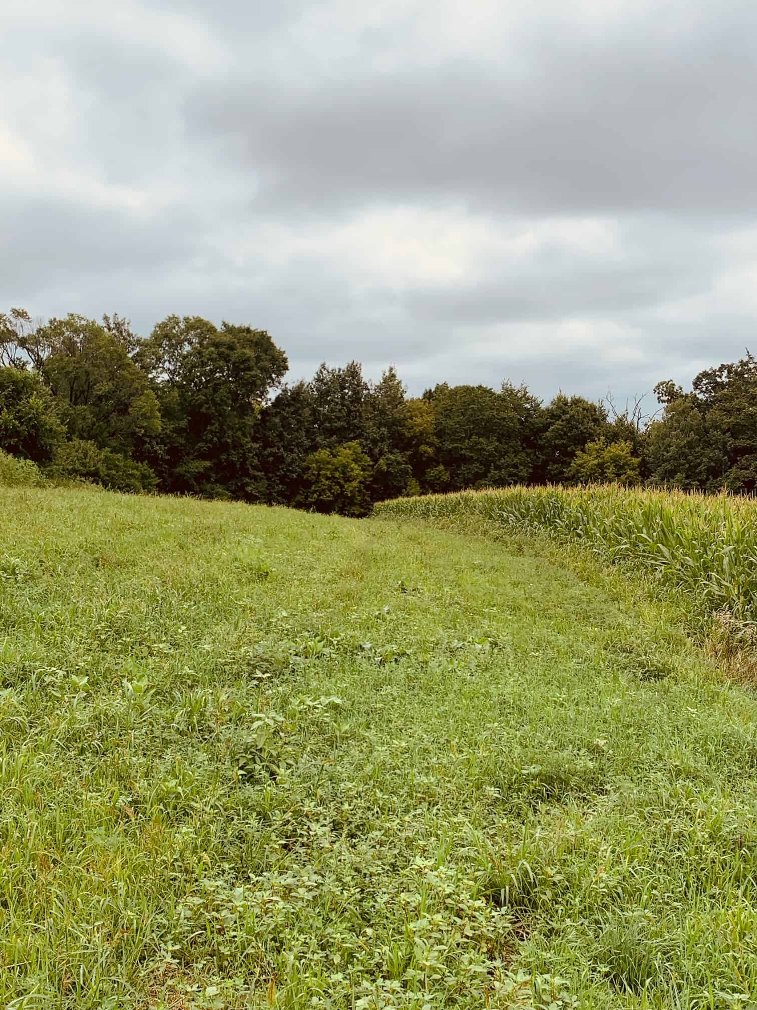 Build your Dream Home on this 12+/- acre Lot with Public Hunting Near By