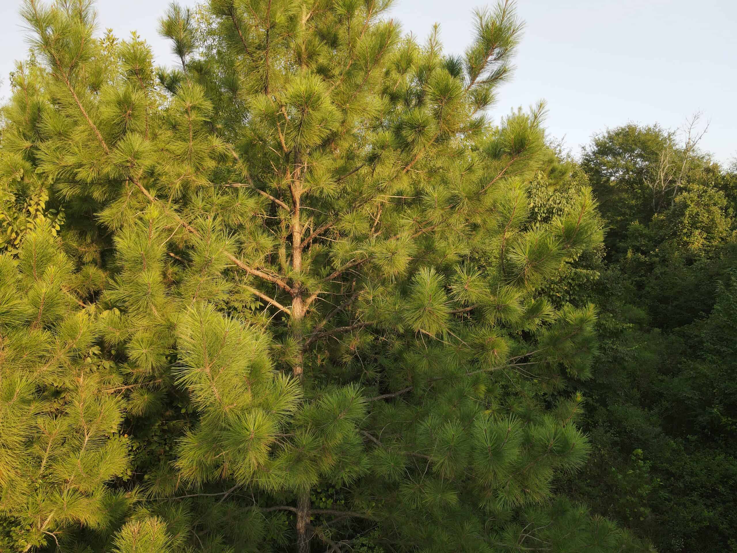 Hunting Property in Saline County Arkansas