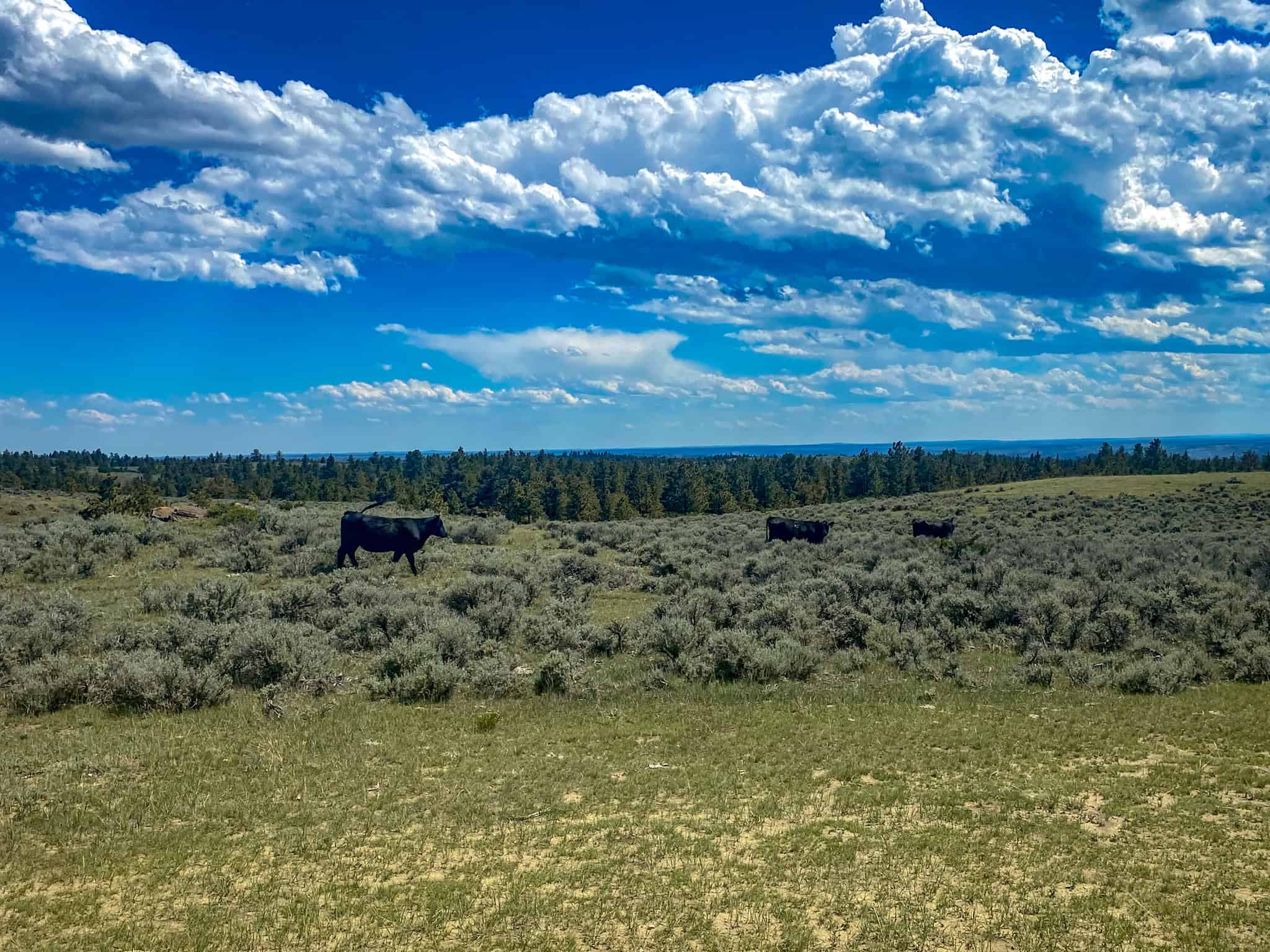 Montana Missouri River Breaks Working Cattle Ranch, Hunting Property