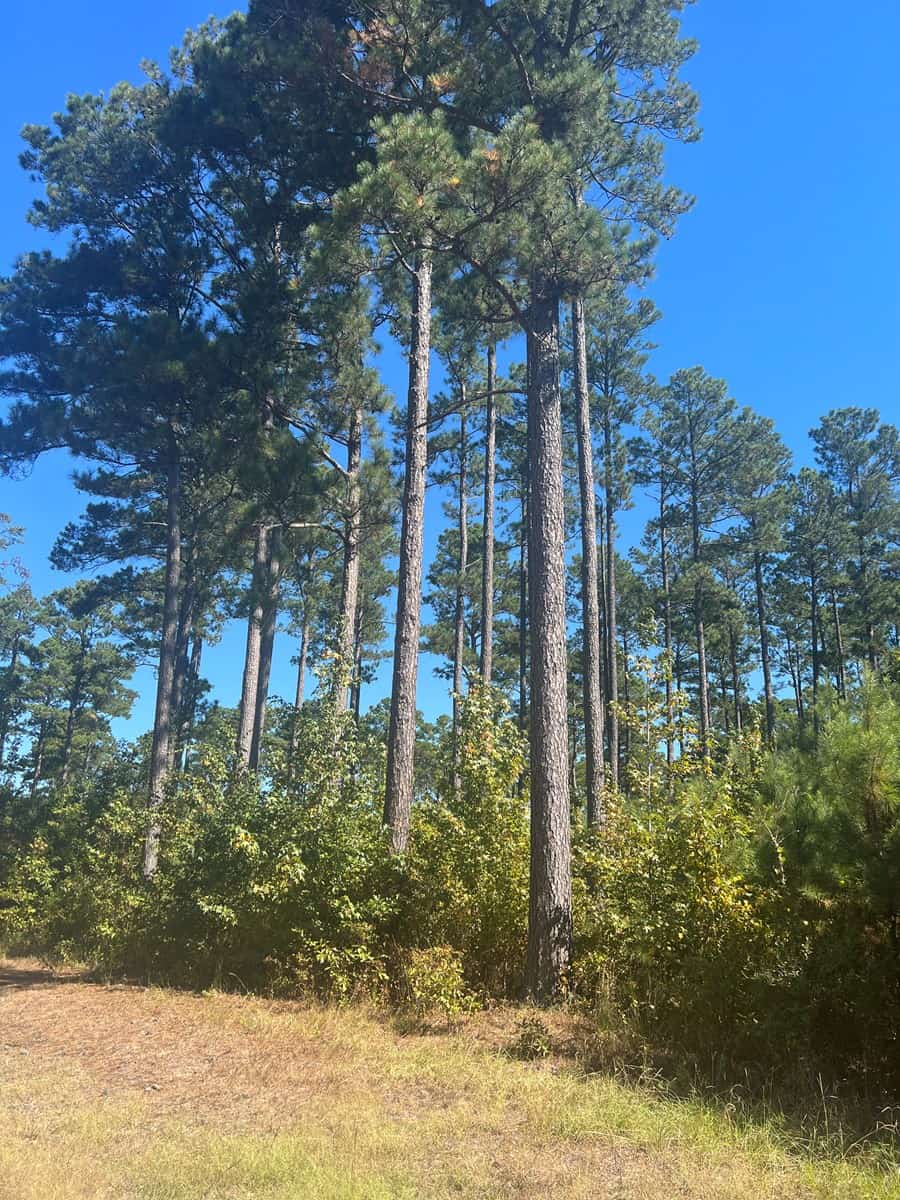 Timberland Tract in Grant County Arkansas