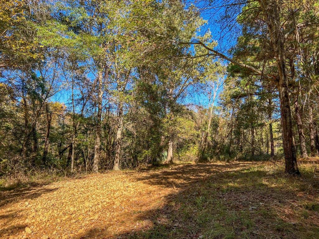 130 Acres Hunting Land for Sale in Claiborne County, MS