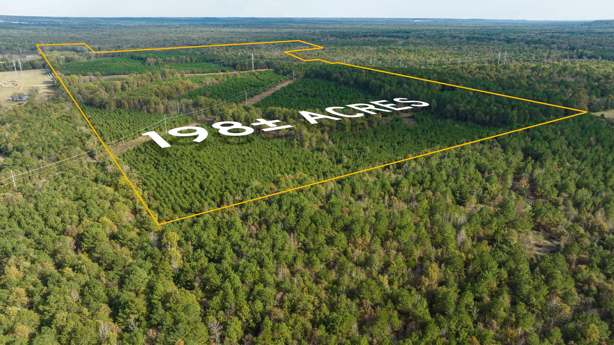 East TX Timber Farm & Hunting Land for Sale Pittsburg Camp Co