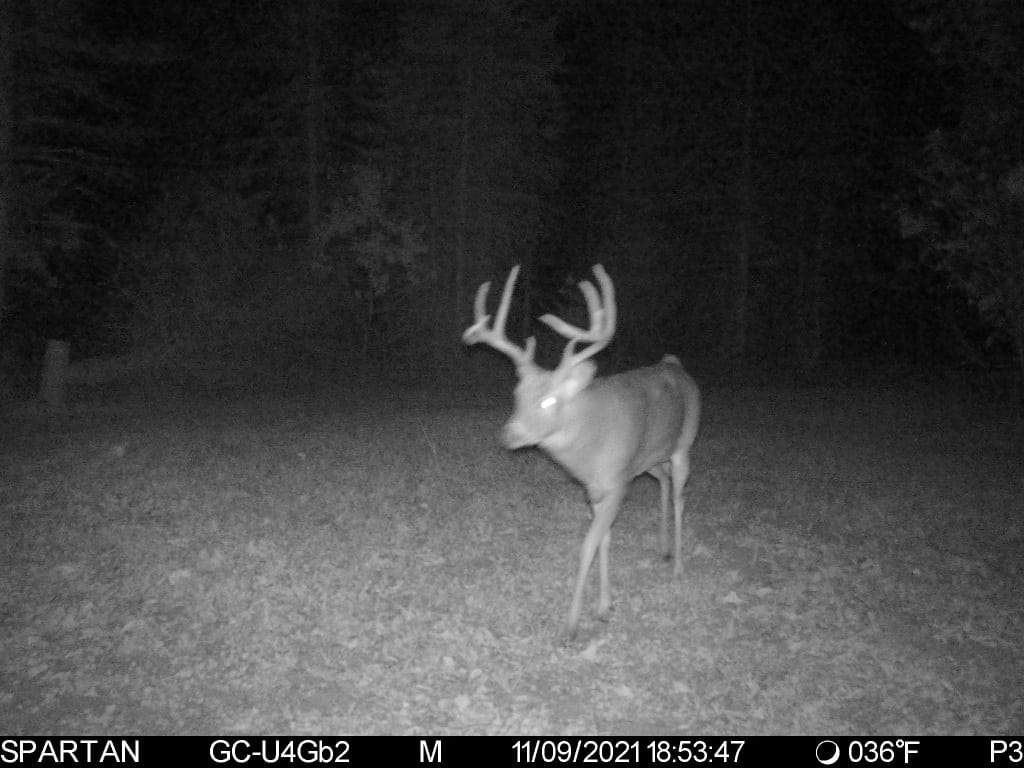 Primo Hunting Land for Sale in Marquette County, Wisconsin
