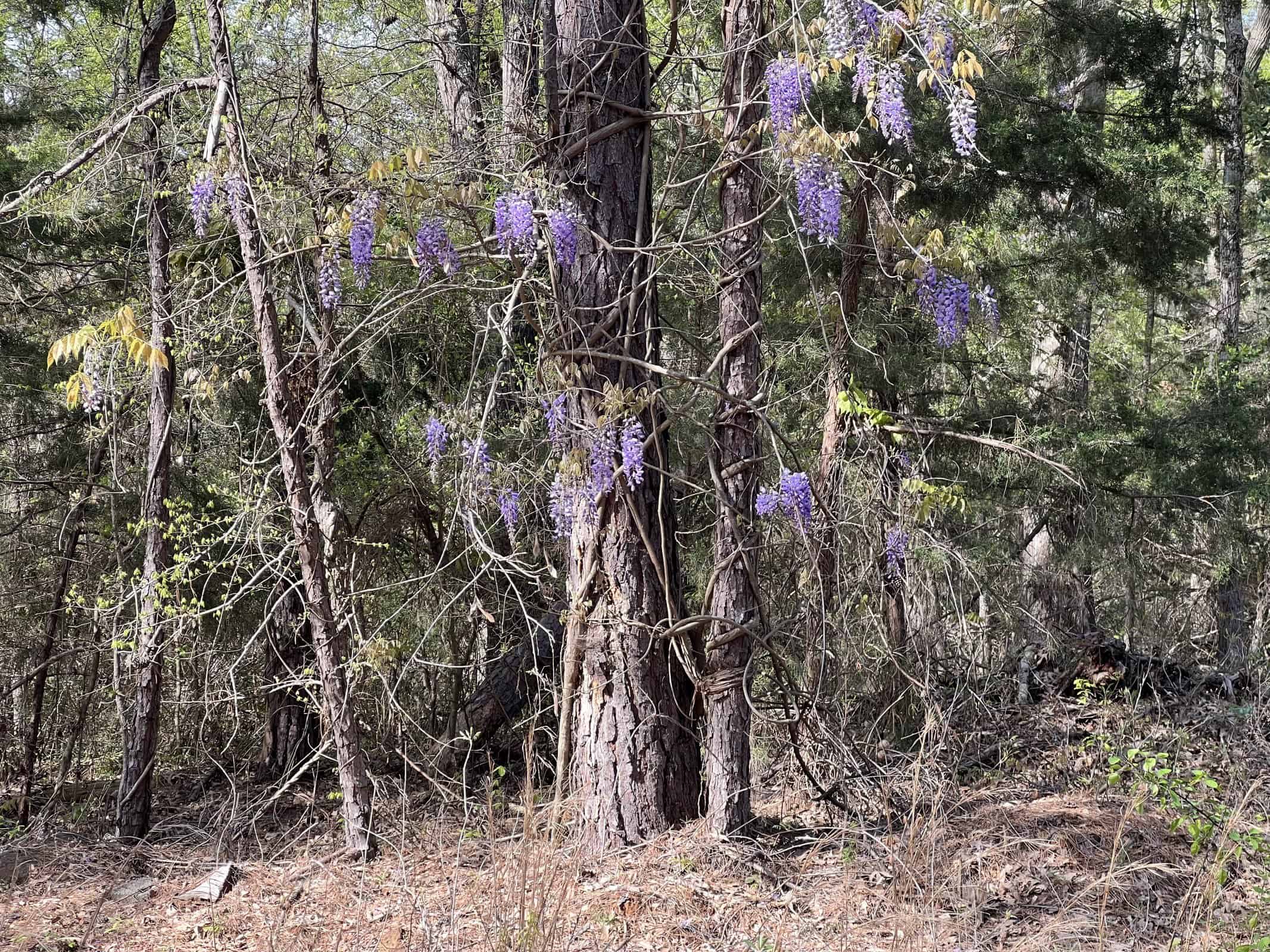 East Texas rural land for sale in Smith County
