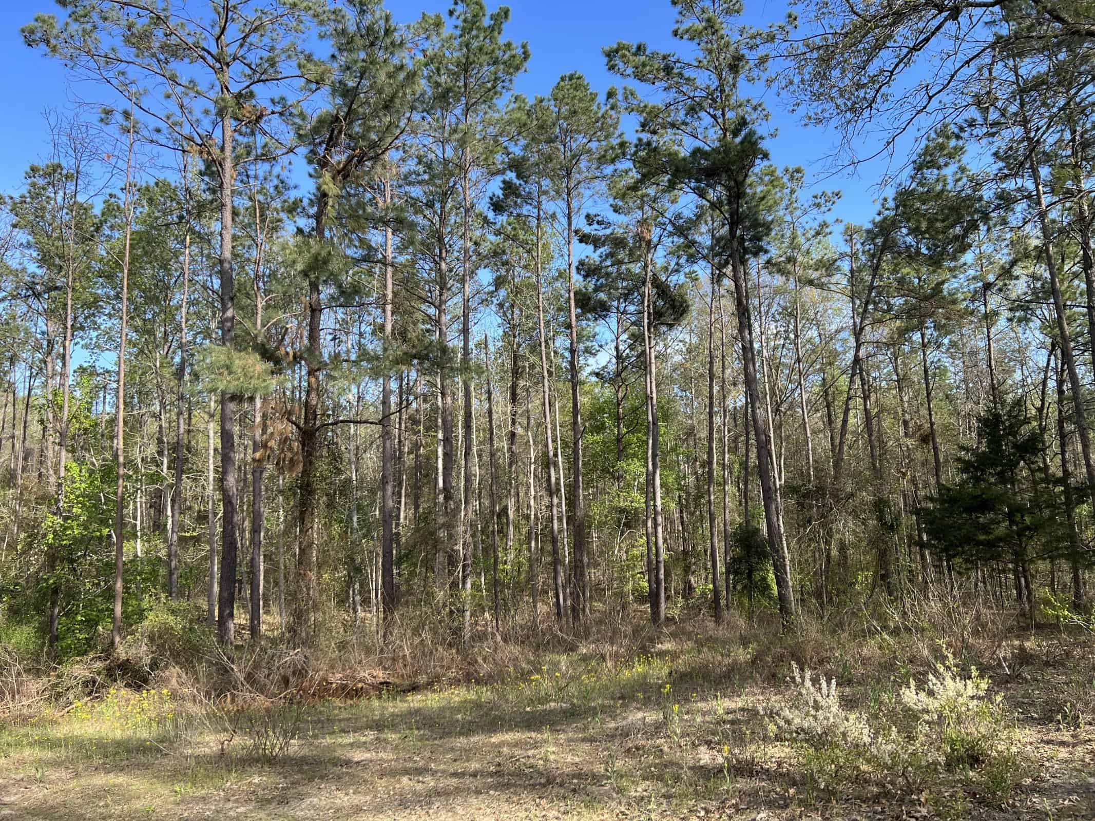 East Texas rural land for sale in Smith County