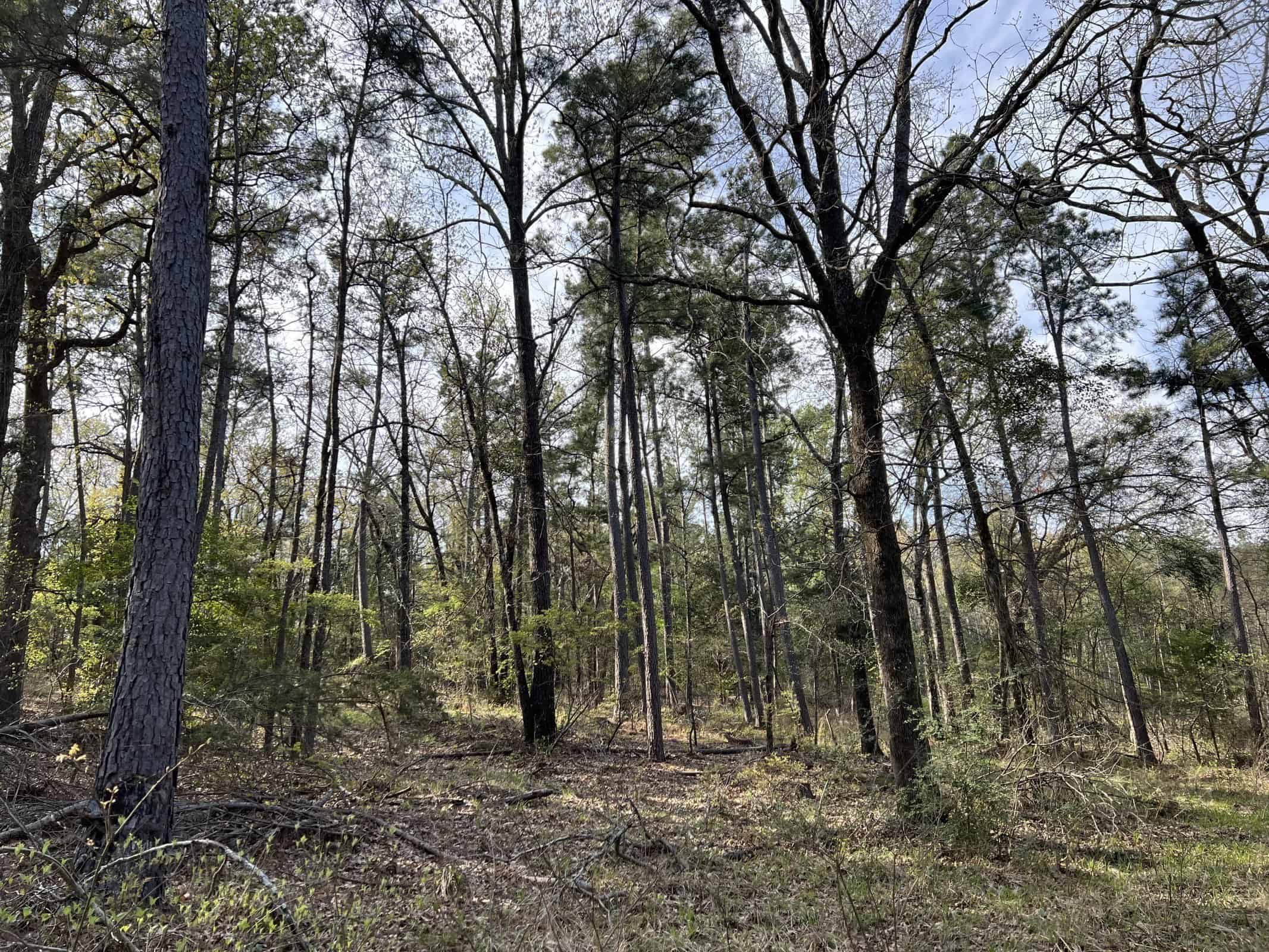 East Texas rural land for sale in Smith County