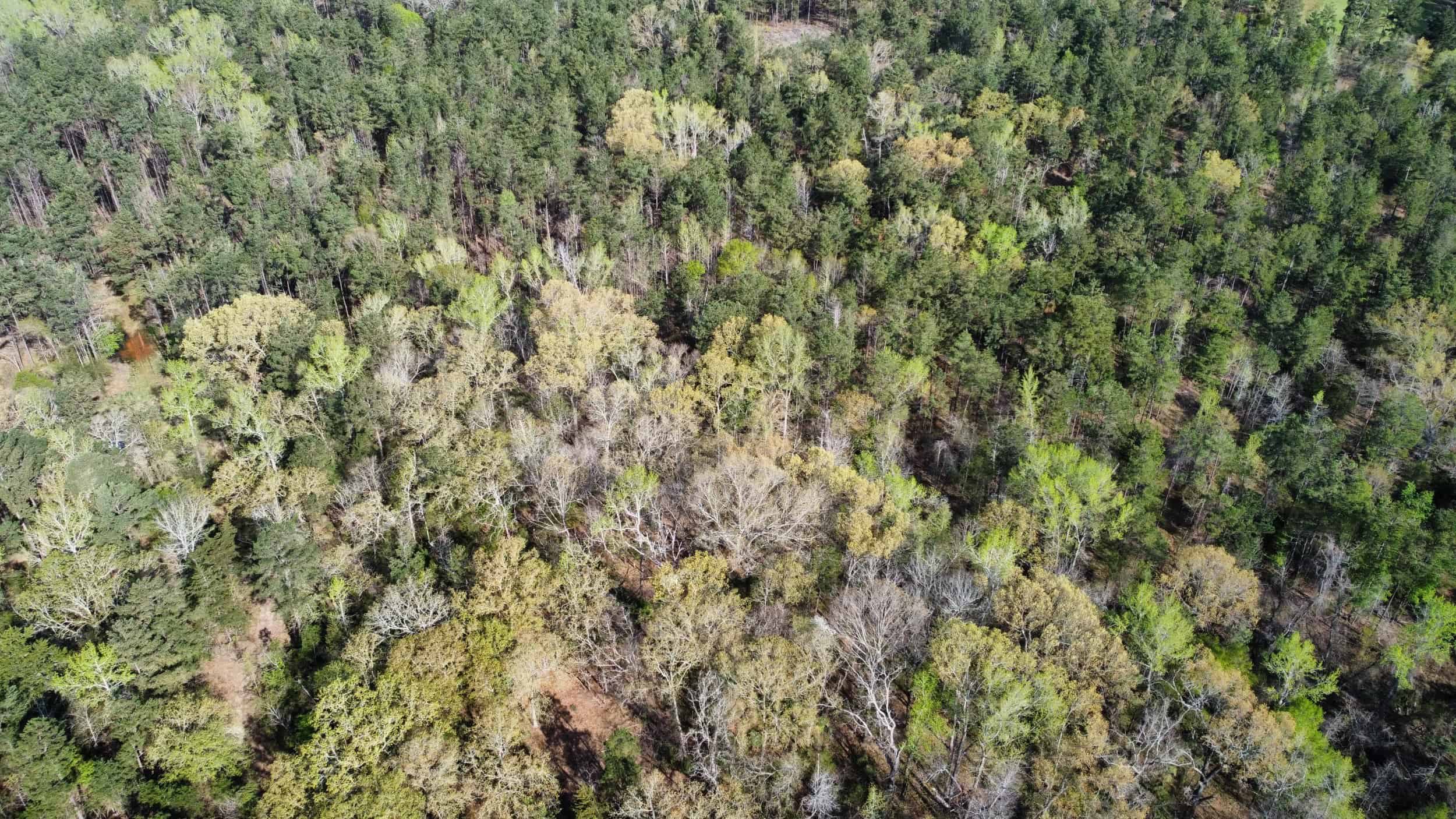 East Texas rural land for sale in Smith County