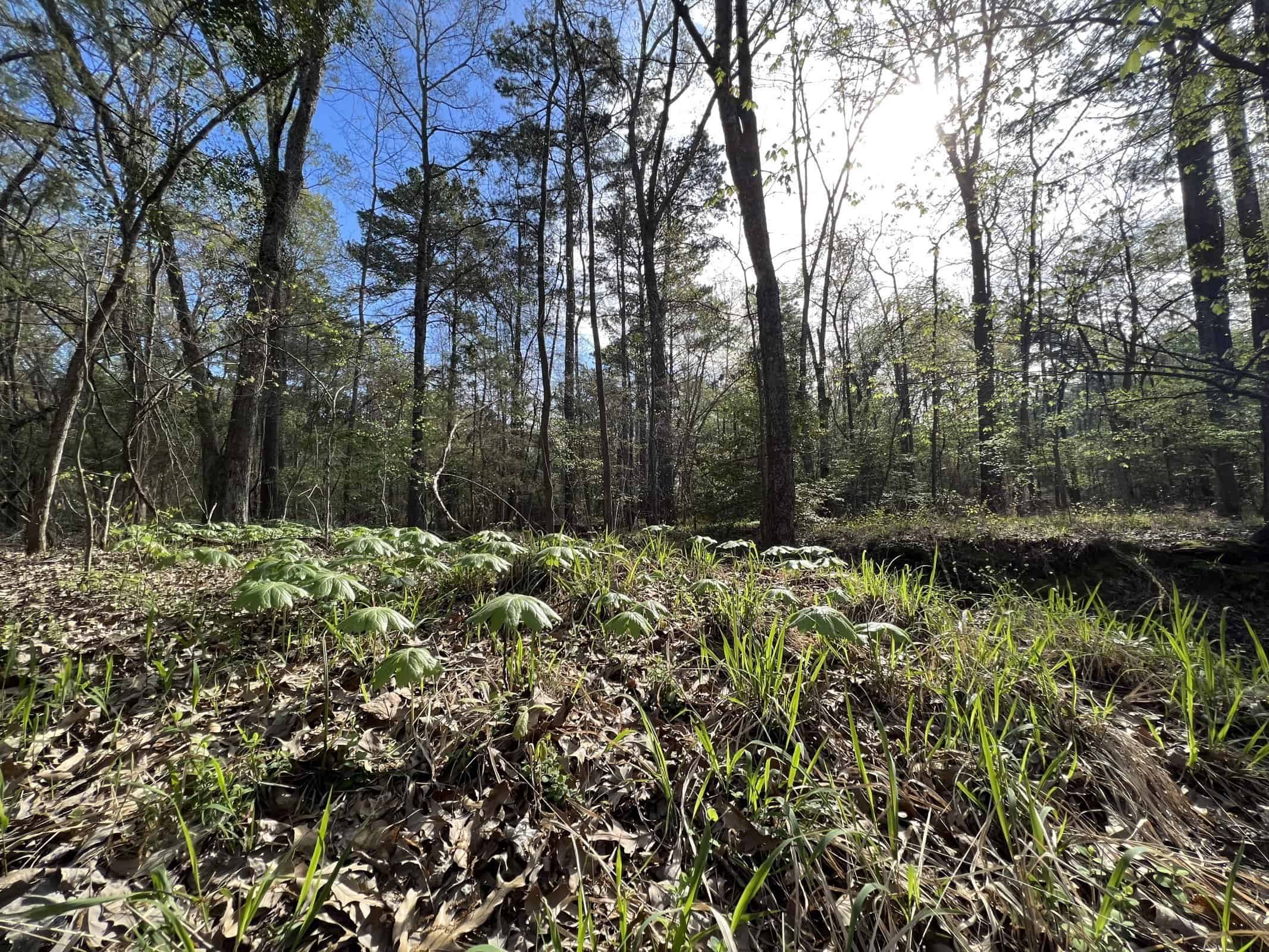 East Texas rural land for sale in Smith County