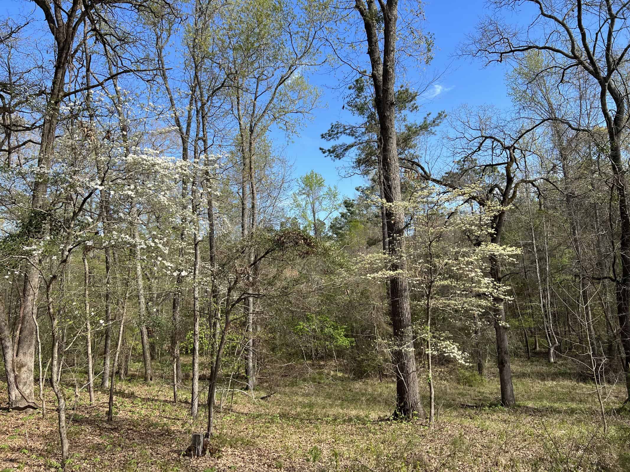 East Texas rural land for sale in Smith County