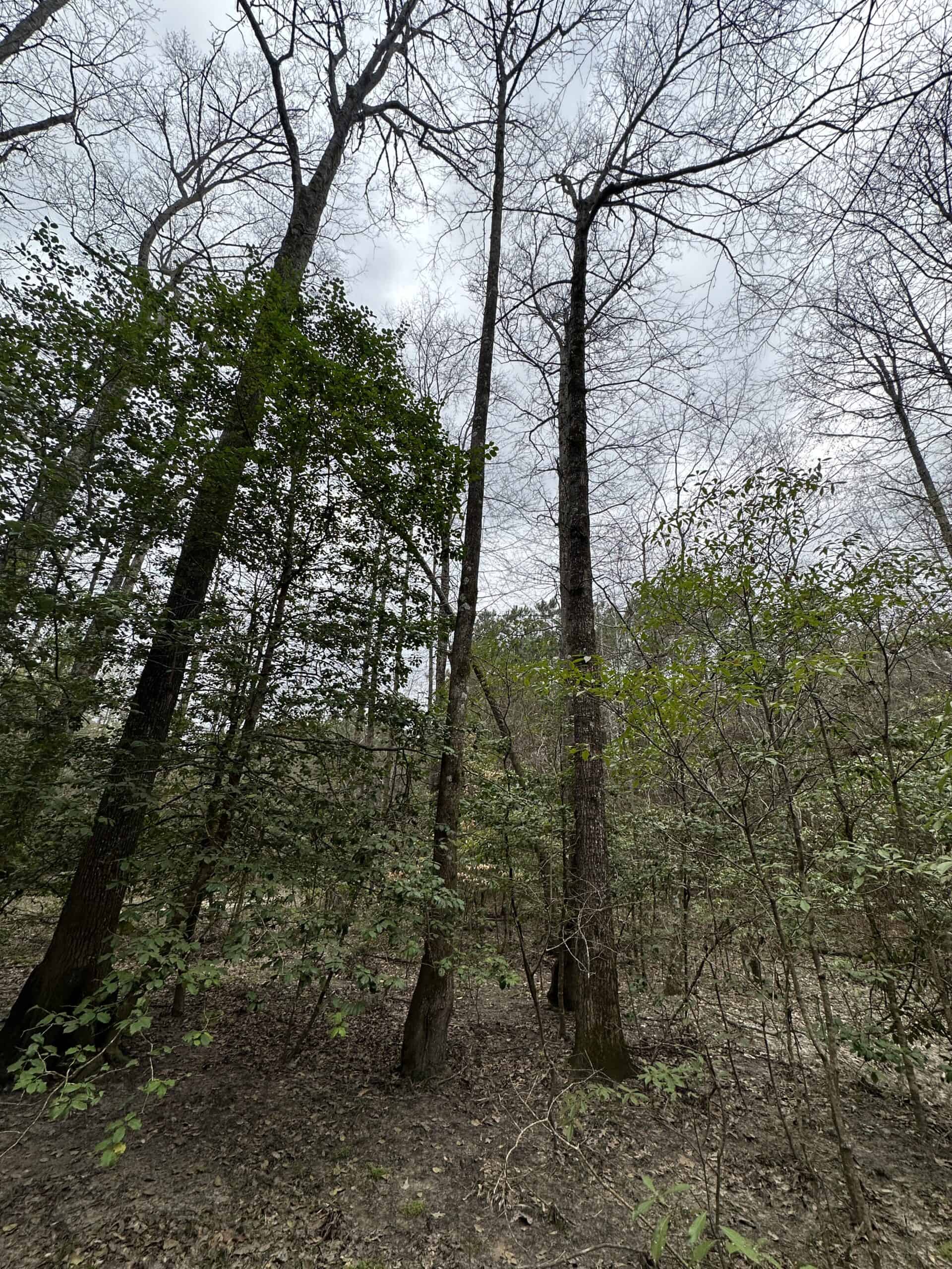 South Arkansas Hunting Land