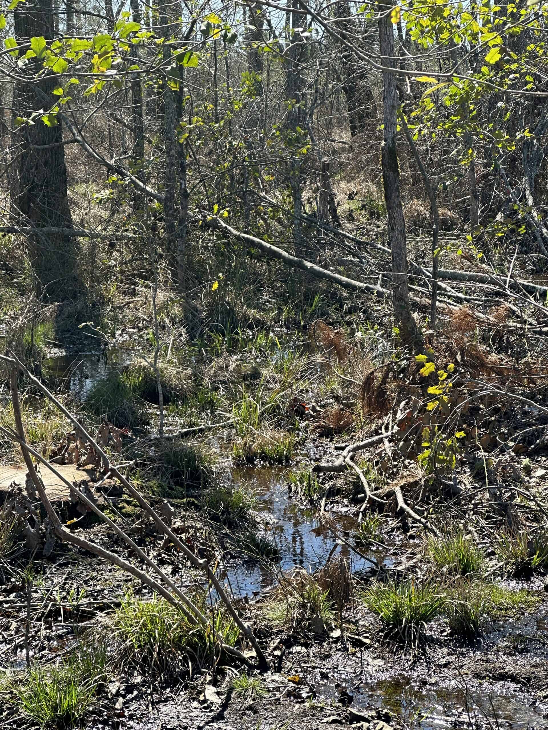 Hunting Property South Arkansas