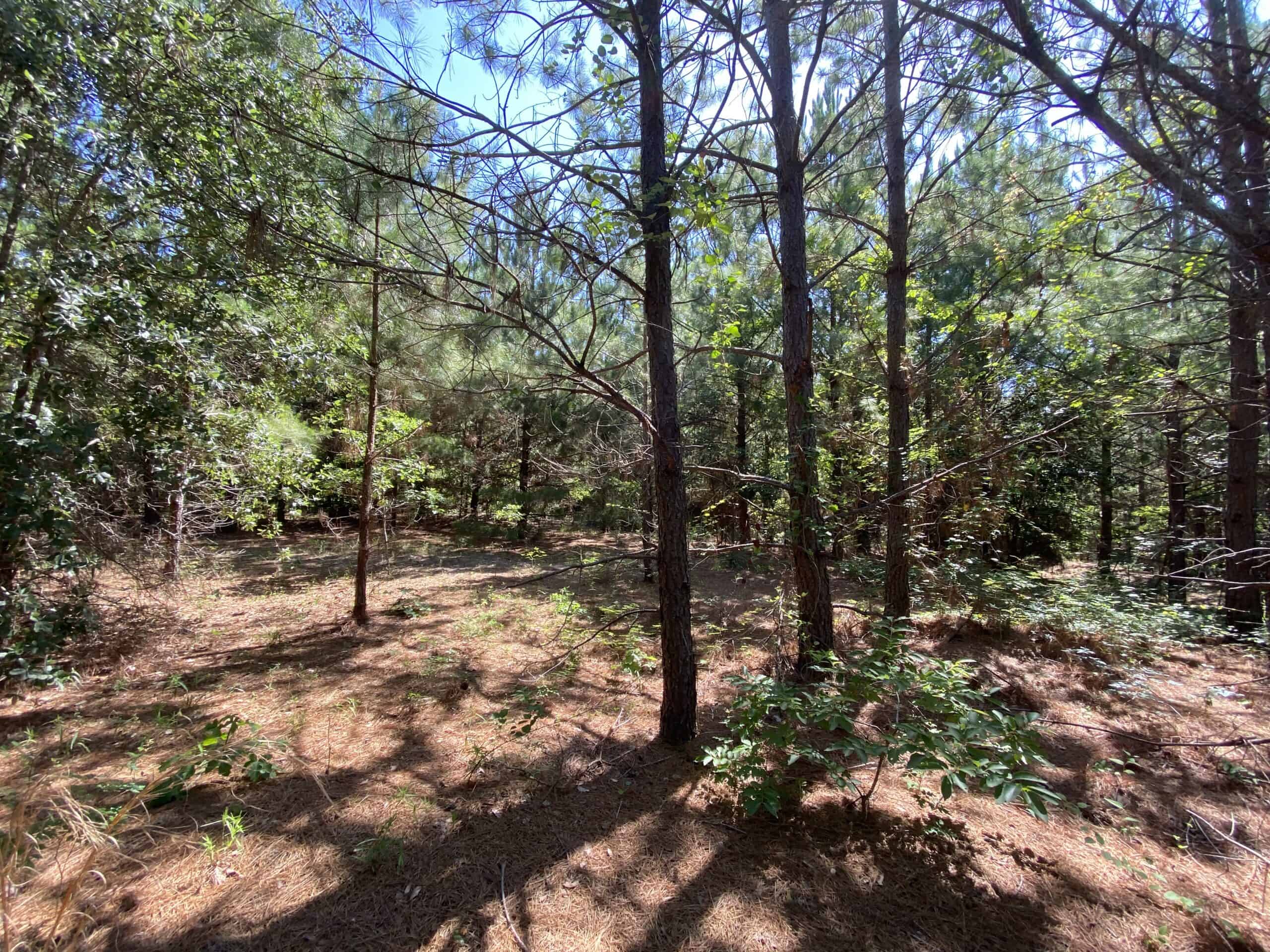 Hunting Land with Elevation in Harleton, Texas