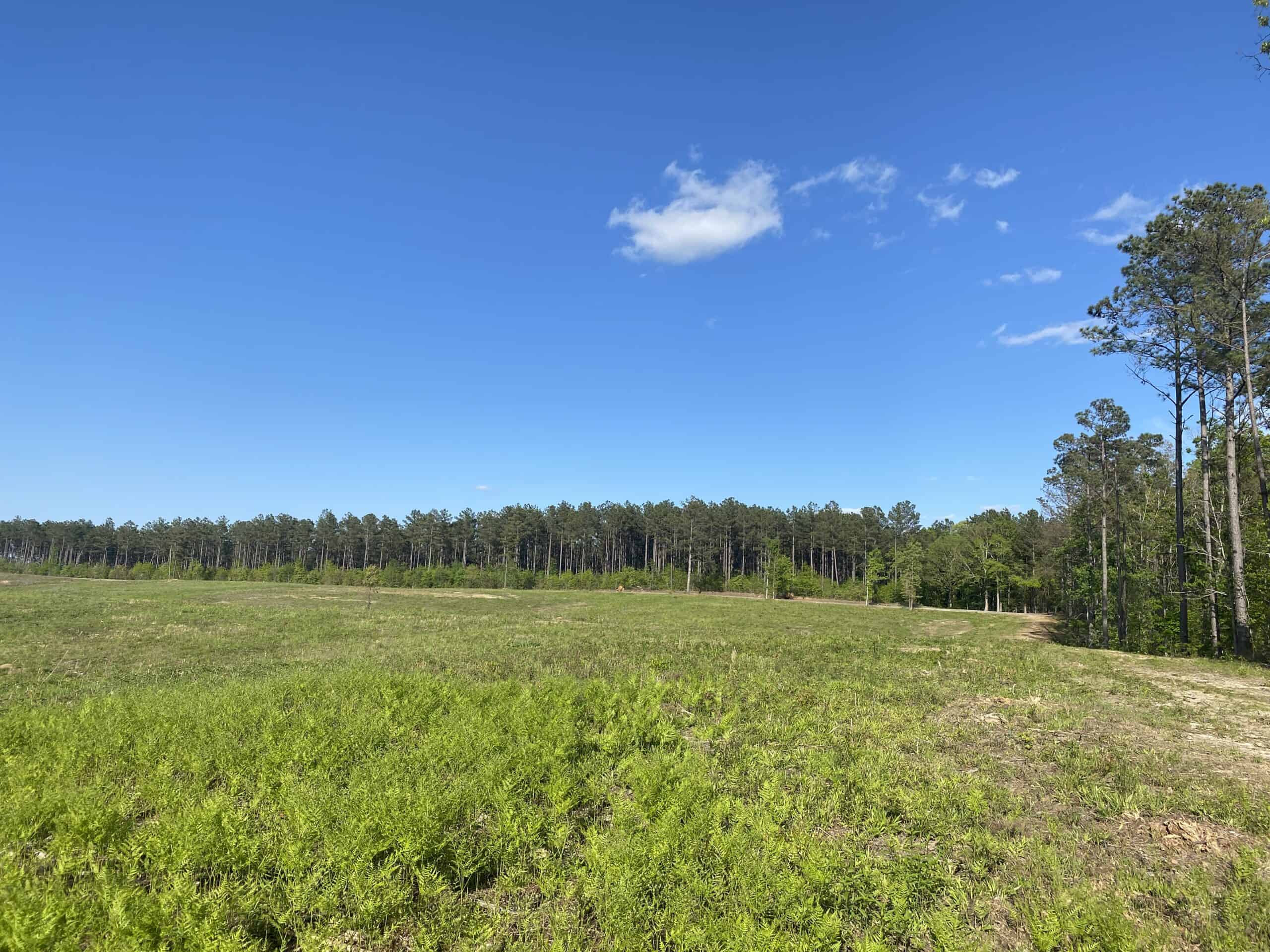 LAND FOR SALE IN TN, 26 ACRES+/-, OPEN LAND WHITETAIL DEER AND TURKEY HUNTING