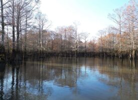 Hunting and Recreational Land for Sale on the Pearl River