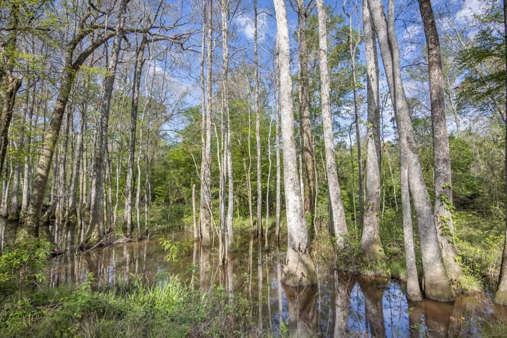 1250 Acre Timberland Lodge on the Tickfaw River South MS