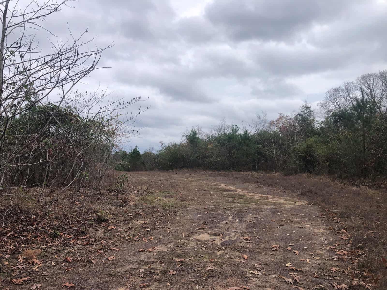 Excellent East Texas Timberland Tract