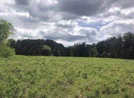 East Texas Hunting Recreational Timber Property