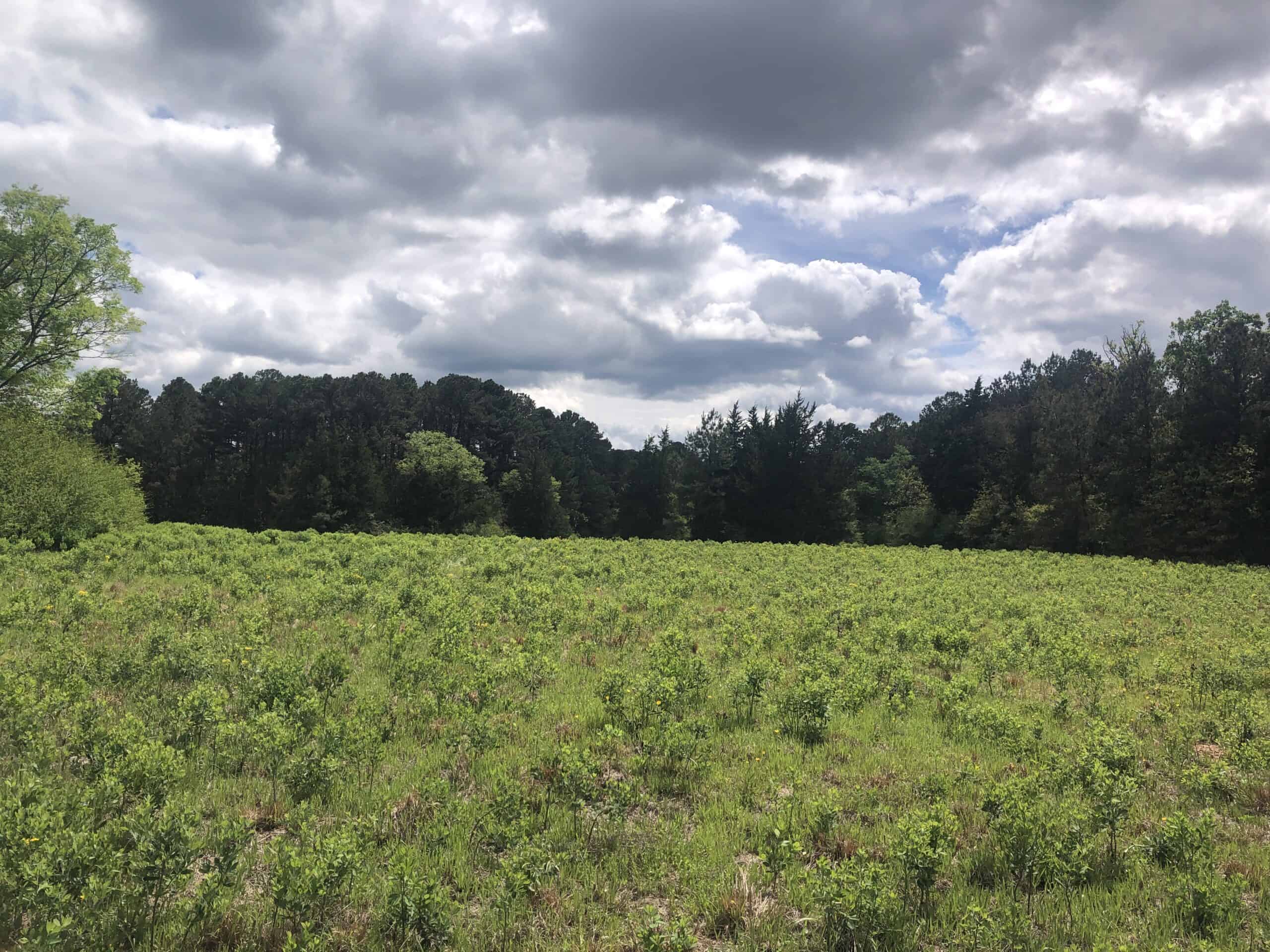 East Texas Hunting Recreational Timber Property
