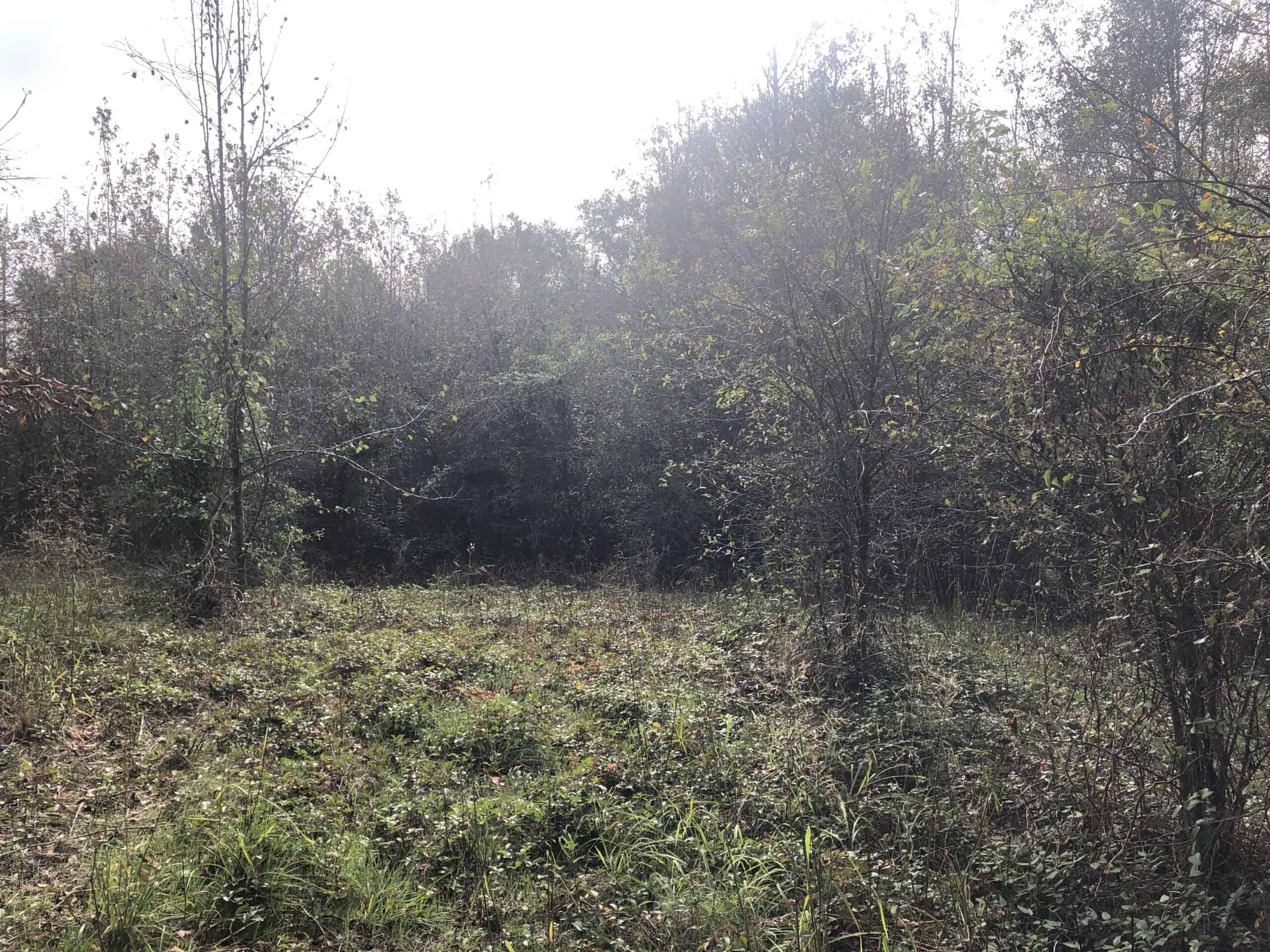Outstanding East Texas Hunting / Recreational Property