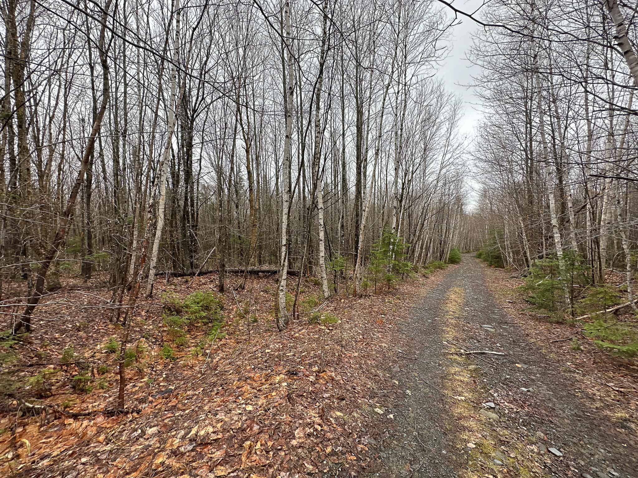 Heavily Timbered Land with Well & Septic