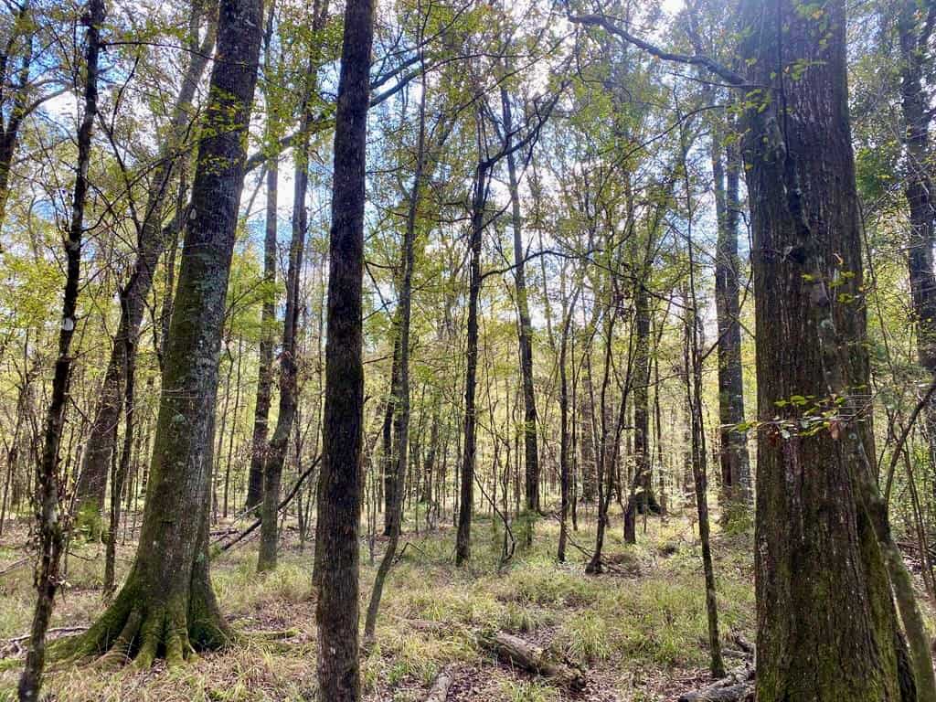 Turnkey 109 Acres for Sale in Clinton, LA