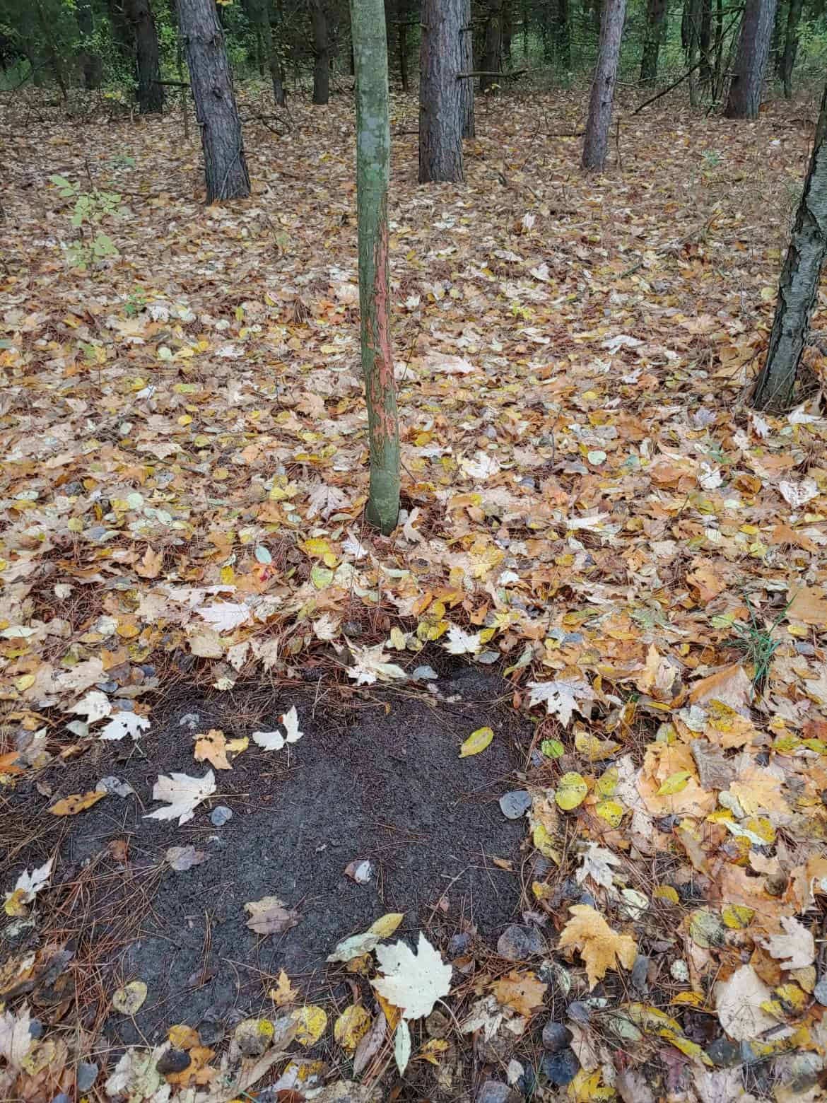 Buildable Hunting and Crop Land Isabella County MI