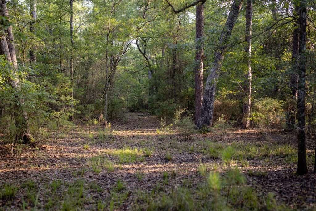156 Acres for Sale Hunting Land in Pearl River County, MS