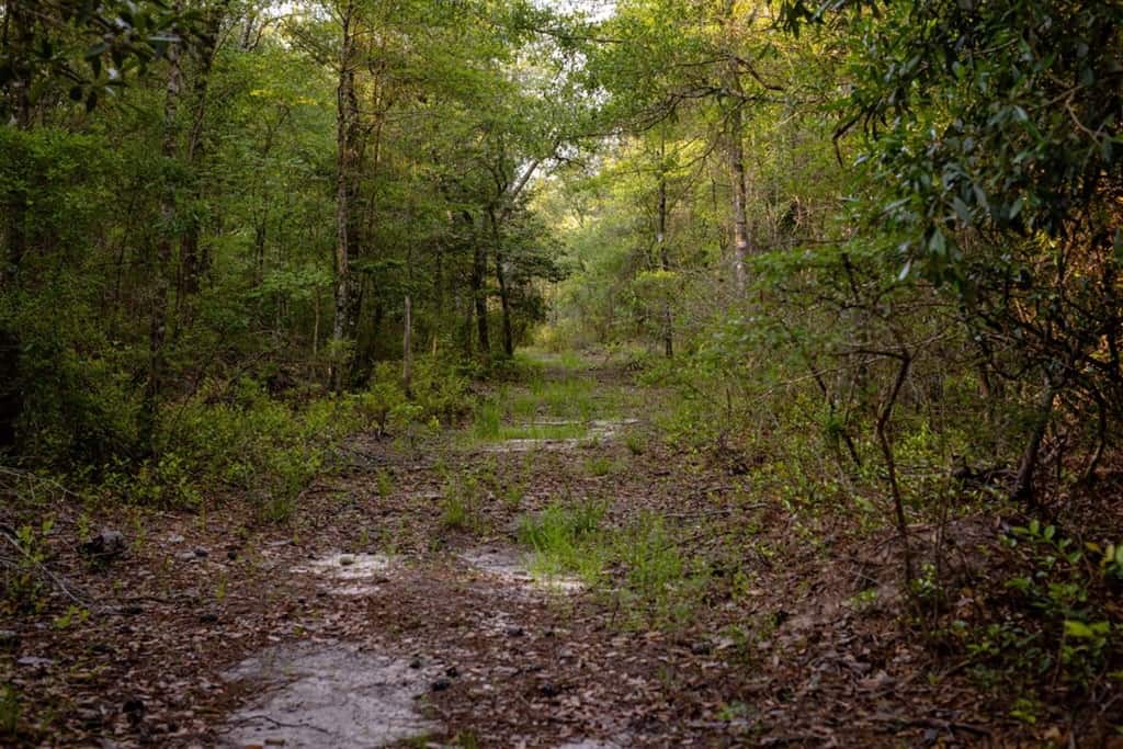156 Acres for Sale Hunting Land in Pearl River County, MS