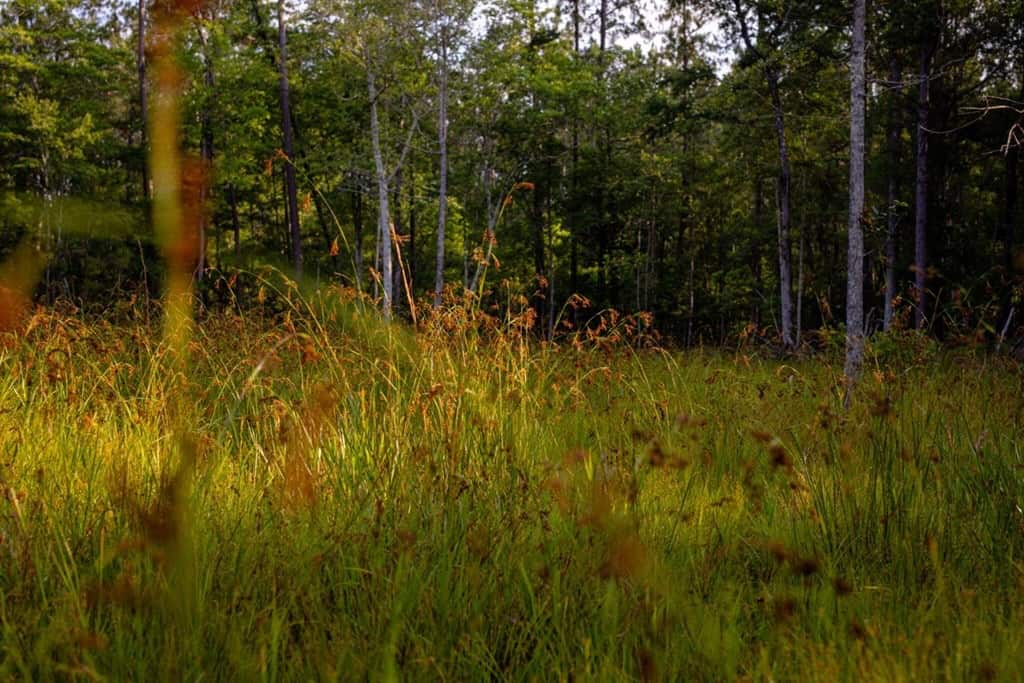 156 Acres for Sale Hunting Land in Pearl River County, MS