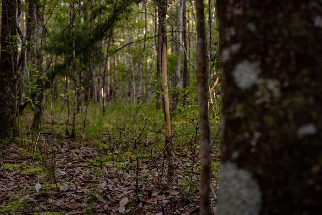 156 Acres for Sale Hunting Land in Pearl River County, MS