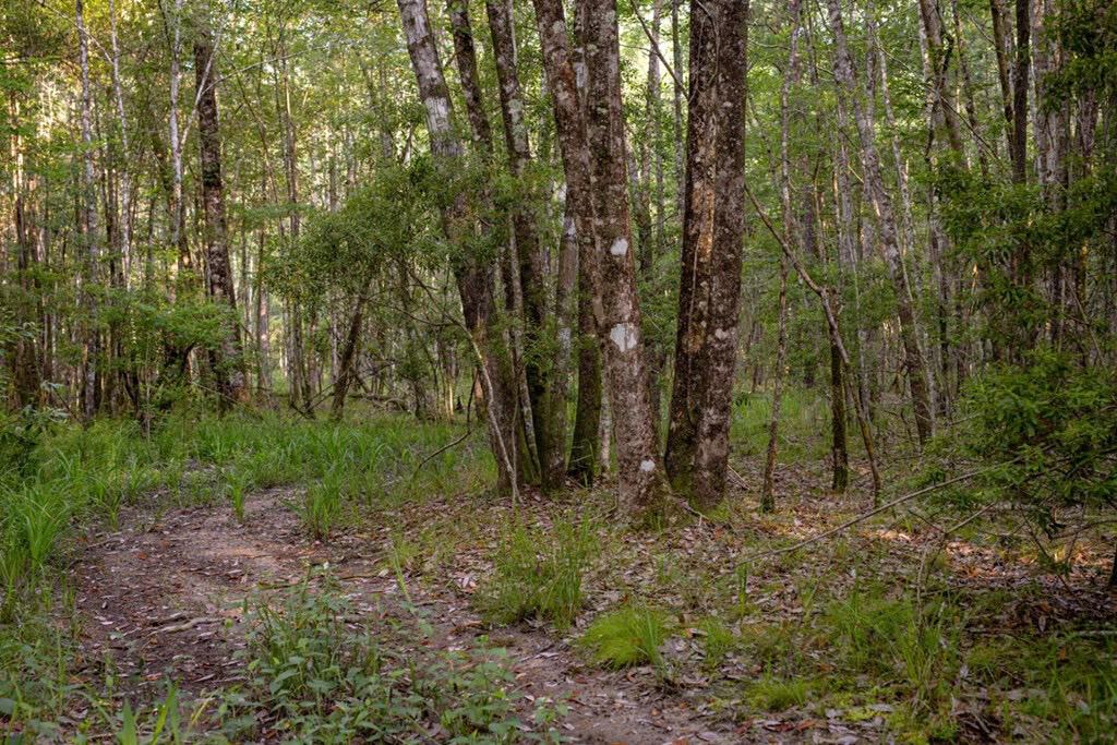 156 Acres for Sale Hunting Land in Pearl River County, MS