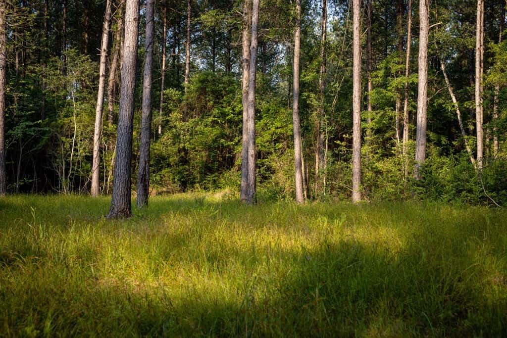 156 Acres for Sale Hunting Land in Pearl River County, MS