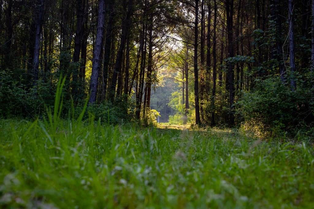 156 Acres for Sale Hunting Land in Pearl River County, MS