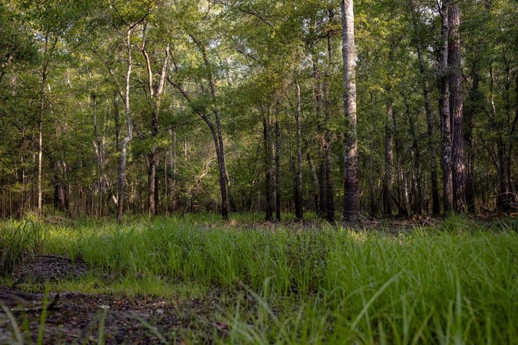 156 Acres for Sale Hunting Land in Pearl River County, MS